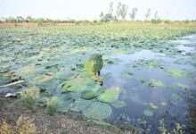 छत्तीसगढ़ बनेगा मखाना हब : कृषि मंत्री श्री रामविचार नेताम ने लिंगाडीह में मखाना सेंटर का किया अवलोकन छत्तीसगढ़ बनेगा मखाना हब : कृषि मंत्री श्री रामविचार नेताम ने लिंगाडीह में मखाना सेंटर का किया अवलोकन