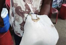 कोरबा चौपाटी में सनसनी: बर्फ में मेंढक मिलने से व्यापारियों का विरोध