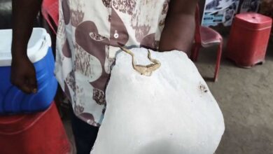 कोरबा चौपाटी में सनसनी: बर्फ में मेंढक मिलने से व्यापारियों का विरोध