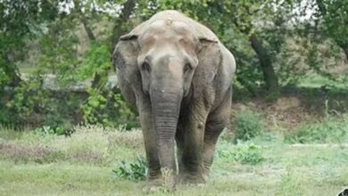जंगल बना जानलेवा: दंतैल हाथी ने ली ग्रामीण की जान