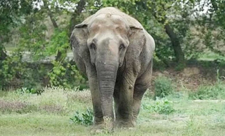 जंगल बना जानलेवा: दंतैल हाथी ने ली ग्रामीण की जान जंगल बना जानलेवा: दंतैल हाथी ने ली ग्रामीण की जान