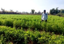 मसाला क्षेत्र विस्तार योजना: मसाले की खेती ओर बढ़ रहा किसानों का रूझान