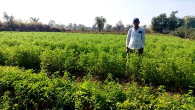 मसाला क्षेत्र विस्तार योजना: मसाले की खेती ओर बढ़ रहा किसानों का रूझान