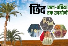 बस्तर की नई वैश्विक पहचान: जंगलों में फेंके जाने वाले छिंद के बीजों से तैयार हुई अनोखी हर्बल कॉफी