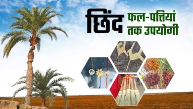 बस्तर की नई वैश्विक पहचान: जंगलों में फेंके जाने वाले छिंद के बीजों से तैयार हुई अनोखी हर्बल कॉफी
