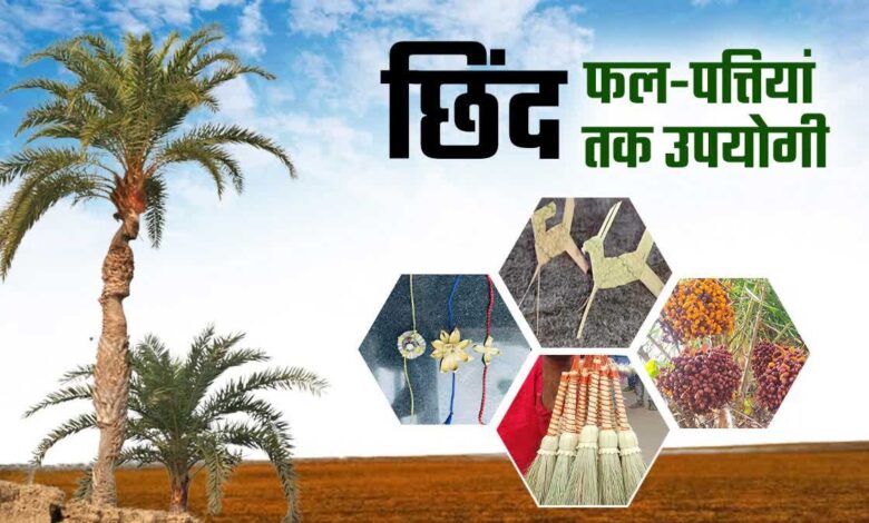बस्तर की नई वैश्विक पहचान: जंगलों में फेंके जाने वाले छिंद के बीजों से तैयार हुई अनोखी हर्बल कॉफी