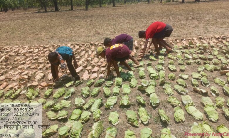 रायपुर : बीजापुर में तेंदूपत्ता संग्रहण का आगाज