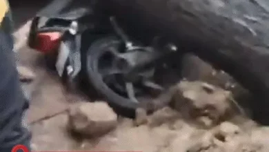 तीन राज्यों में पेड़-बिजली गिरने से 13 की मौत