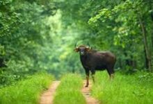 छत्तीसगढ़ में आज से बंद हुए सभी टाइगर रिजर्व और अभ्यारण्य, एक अक्टूबर तक जंगल सफारी पर रोक