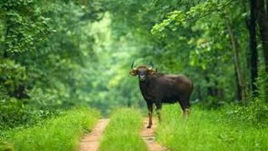 छत्तीसगढ़ में आज से बंद हुए सभी टाइगर रिजर्व और अभ्यारण्य, एक अक्टूबर तक जंगल सफारी पर रोक छत्तीसगढ़ में आज से बंद हुए सभी टाइगर रिजर्व और अभ्यारण्य, एक अक्टूबर तक जंगल सफारी पर रोक