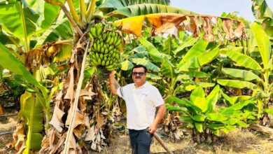 आधुनिक खेती से सफलता की नई इबारत लिख रहे किसान भरत आधुनिक खेती से सफलता की नई इबारत लिख रहे किसान भरत