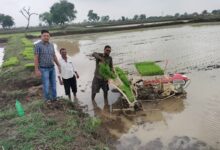 किसान अब पैडी ट्रांसप्लांटर विधि से धान रोपाई कर रहे