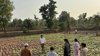 हरा सोना ने बदली जिंदगी, ग्रामीणों के लिए बना आर्थिक संबल