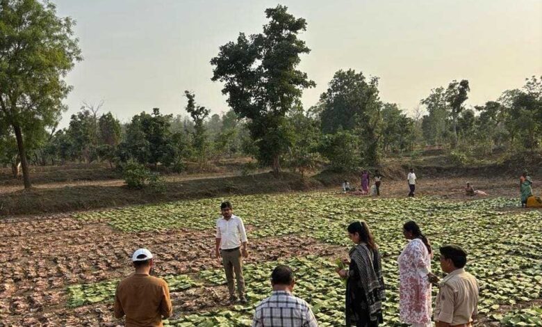 हरा सोना ने बदली जिंदगी, ग्रामीणों के लिए बना आर्थिक संबल