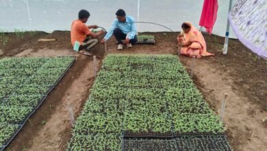 बिहान से बदली तकदीर : सुनीता वर्मा बनीं आत्मनिर्भरता की मिसाल
