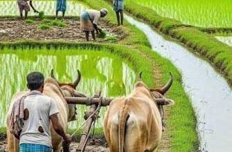 प्रदेश में मानसून के दस्तक के साथ ही खेती-किसानी में तेजी प्रदेश में मानसून के दस्तक के साथ ही खेती-किसानी में तेजी