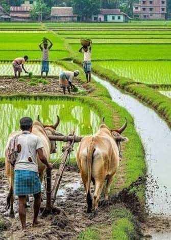 प्रदेश में मानसून के दस्तक के साथ ही खेती-किसानी में तेजी