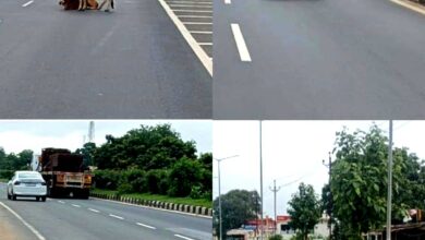 झलप-ढाक टोल प्लाजा की बड़ी लापरवाही! पूरा टोल वसूलने के बाद भी नहीं मिल रही सुरक्षा, सड़क पर मवेशियों का जमावड़ा बना हादसों की वजह