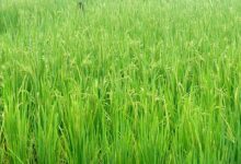 धान की फसल में बालियाँ निकलने की अवस्था, महत्वपूर्ण है उचित फसल प्रबंधन: एनआईबीएसएम