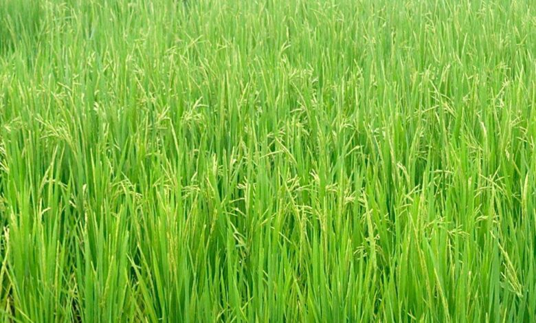 धान की फसल में बालियाँ निकलने की अवस्था, महत्वपूर्ण है उचित फसल प्रबंधन: एनआईबीएसएम धान की फसल में बालियाँ निकलने की अवस्था, महत्वपूर्ण है उचित फसल प्रबंधन: एनआईबीएसएम