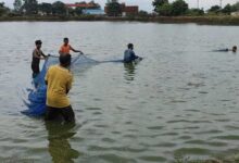 धान के साथ मछली पालन ने बदली किसानों की किस्मत